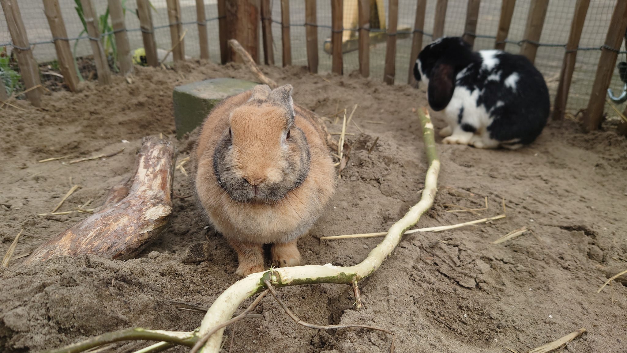 Konijn Kinderboerderij De Schaapskooi